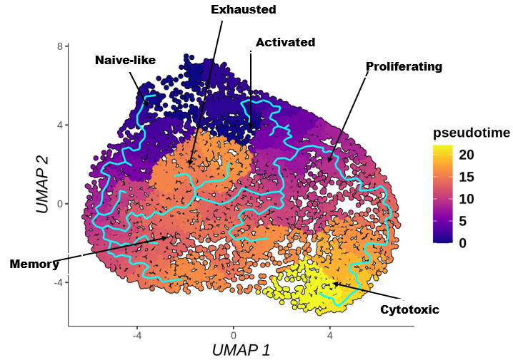 UCPvax_Pseudotime.png